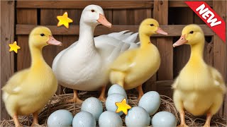 🐥 Cute Duckling Sounds” 🦆 DUCKS SOUND  Little ducks quacking  Funniest Baby Ducklings Compilation [upl. by Hallvard]