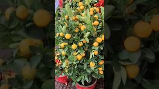 Calamondin Orange Trees goodlucktoken [upl. by Perlman]