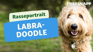 Rasseportrait Labradoodle [upl. by Anot]