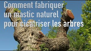 Un mastic naturel pour soigner les plaies de taille des arbres [upl. by Rafaj860]