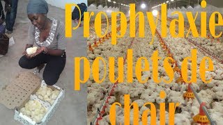 PROPHYLAXIE MÉDICALE POULETS DE CHAIR VACCINS ET TRAITEMENTS [upl. by Yllaw]