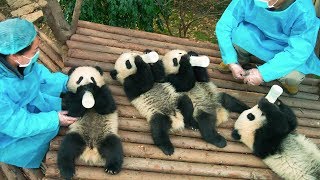 Panda Palooza Six Giant Panda Cubs Born at San Diego Zoo [upl. by Nagam985]