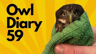 Owl Diary 59  An exciting update on the work we are doing and why is Willow in an owl towel [upl. by Fitting]