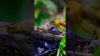 Canario silvestre o serin canario serinus canaria [upl. by Nyleak]