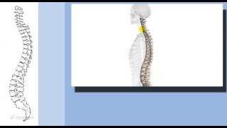 5141  Test medicina  Colonna vertebrale Cervicale dorsale lombare [upl. by Arutak]