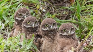 May 2013 Burrowing Owl Update [upl. by Anaerda]