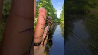 Dragonfly Chews My Finger 🐉 [upl. by Nylrem]