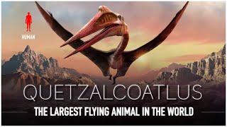 Quetzalcoatlus The Largest Flying Animal EVER to Live  Dinosaur Documentary [upl. by Pass]