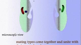 Structure of Paramecium and Reproduction [upl. by Anrim]