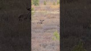 Spotted a Moose Near Breckenridge Colorado [upl. by Adamec]