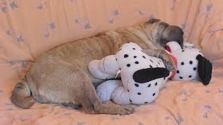 Shar Pei Sleeps with a Toy Puppy [upl. by Backer331]