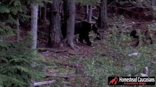 Caucasian Ovcharka chases grizzly bear out of our yard [upl. by Patsy990]