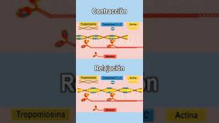 Contracción muscular  Contracción muscular fisiología  Contracción musculo esquelético [upl. by Kovacs]