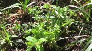 Growing Woodland Phlox  Phlox Divaricata [upl. by Anastase945]