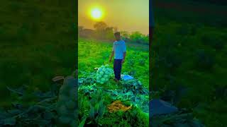 Desi Jat Pinda Da💪🌾🌳agriculturevillagelife sharta share varale tarading viralvideos [upl. by Assirrak560]