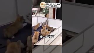 🐶🐱犬のサークルに入った猫！その行方は！？ [upl. by Rashida]