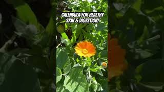 Calendula officinalis for healthy skin amp digestion 🌼 herbalremedies [upl. by Oleg19]