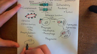 Leukocyte Extravasation Part 4 [upl. by Menell]