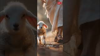 lifestream dailyreflection catholiclife statusvideo goodshepherd jesus [upl. by Ribal444]