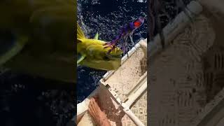 Mahi Mahi always a handful fishing fish ocean mahimahi dolphinfish ningaloo sportfish [upl. by Asilav]