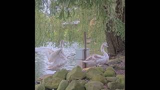 Swans Caught on Live Feeder Cam [upl. by Olegnad]