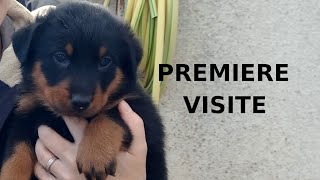 Rustine  Première visite de lélevage de beaucerons [upl. by Ecnerwal208]