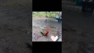 I feed eastern rosellas by hand nature [upl. by Einnad564]