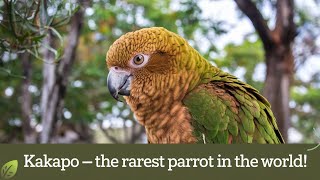 Kakapo – The Rarest Parrot in the World [upl. by Tim957]