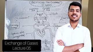 Breathing and Exchange of Gases  lecture 05 Class 11  Neet Ncert Biology  GauravSinghania0003 [upl. by Archle121]