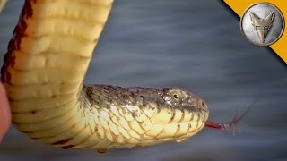 Water Snake Island [upl. by Braca855]