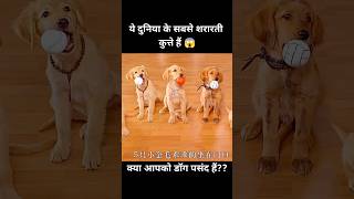 ये दुनिया के सबसे शरारती कुत्ते हैं 😱  short dog movie recap [upl. by Airdnalahs]