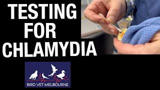 Testing for Chlamydia Psittacosis in parrots [upl. by Leahsim]