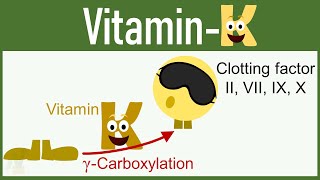 Vitamin K Functions Mechanism of Action Deficiency etc [upl. by Aleahcim270]