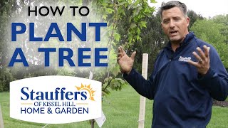 Stauffers of Kissel Hill  How to Properly Plant a Tree in your Backyard [upl. by Alexina]