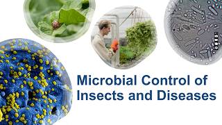 Microbial Control of Insects amp Plant Diseases Natural Pest Management Techniques 🌱 [upl. by Baillie]