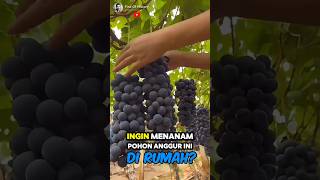 Unique How to Planting Grape At Home🌟🌳 Part 01 🌍 shorts short unique [upl. by Mohsen621]