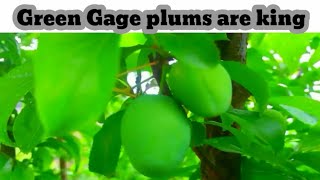 Green Gage plums are king [upl. by Tohcnarf]