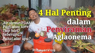 Eps 26 Cara Menyiram Aglaonema yang Benar Wajib Tahu 4 Hal Ini  Rimawan Vlog [upl. by Ayotnahs]