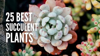 These are The 25 Best Succulent Plants [upl. by Naerda]