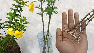 It is so simple  You can grow allamanda cuttings easily in water  Grow cuttings from plants [upl. by Huskamp236]