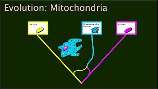 Exploring the early history of life [upl. by Lisan]