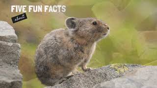 Five Fun Facts about Pikas [upl. by Nueoras]