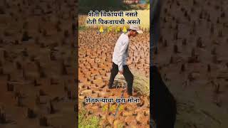 शेतकऱ्याचा खरा सोना शेतकऱ्याची कष्ट 🙏🌾🌾🙏 plz subscribe my channel farming villagelife love [upl. by Llednil]