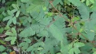 Mimosa pudica quotplante sensitivequot [upl. by Ahsaf]