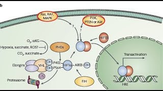 Hypoxia Inducible factor 1 HIF1 pathway  Cancer metabolism  Hallmarks of cancer explained [upl. by Ade514]