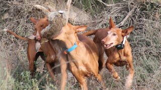 Caza del conejo en media veda con podenco Canario  17 Agosto 2024 [upl. by Norse921]