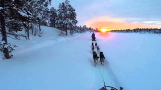 Dog sledding and aurora Northern Lights on the Finnmark plateau [upl. by Nazarius302]