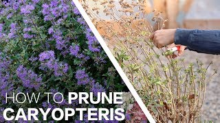 Pruning Caryopteris ✂️🌿 Garden Answer [upl. by Keily]