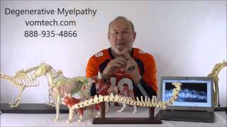 What is Degenerative Myelopathy in the Dog [upl. by Zorah137]