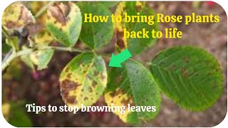 how to overcome brown spots on rose plants for healthy rose plants and fungal free rose plants [upl. by Kassel618]